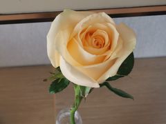 -麦当劳(浦珠路得来速店)