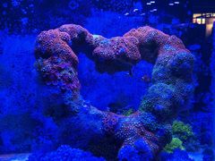 -海合安武汉极地海洋公园