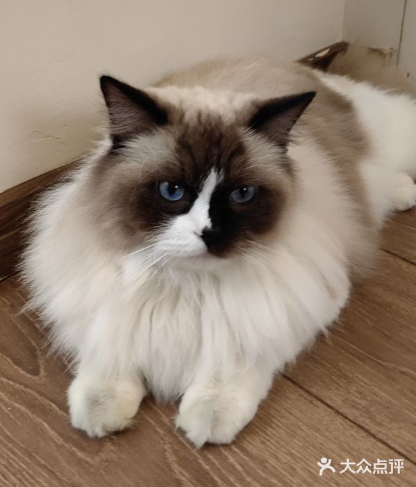 有猫主题·治愈系猫咖(曾厝垵店)图片