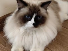 -有猫主题·治愈系猫咖(曾厝垵店)