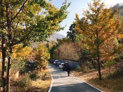 -千年银杏谷文化旅游区