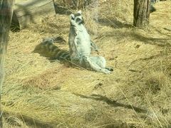 -青藏高原野生动物园