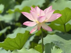 -荔湾湖公园