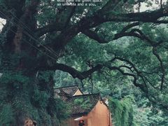 -杨家堂村