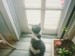 -海边的猫和咖啡馆