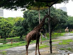 -深圳野生动物园