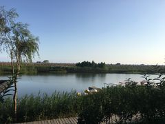 -合肥滨湖国家森林公园