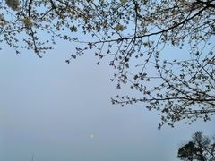 -武汉大学-樱园