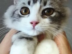 -飞行喵MR PILOT|猫舍·猫咖(静安大融城店)