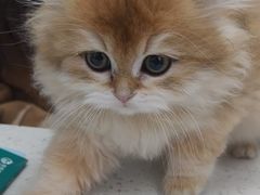 -心仪动物医院·牙专科·肿瘤·心脏科(西客站院)