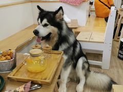 -李小姐の猫咖啡馆(五角场店)