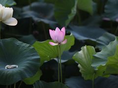 -荷塘月色湿地公园·向阳花洲