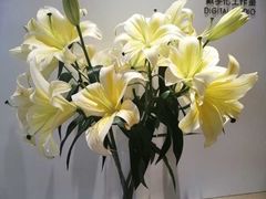 -柏乐口腔医院·舒适化无痛种植牙中心(东盟商务区院)