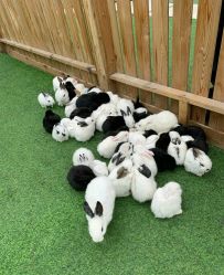 -萌宠亲子动物乐园(槐房万达店)