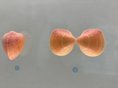 -青岛贝壳博物馆