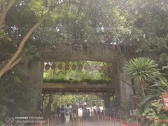 -西双版纳原始森林公园