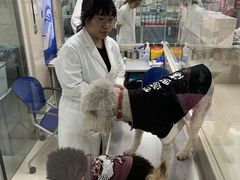 -申普宠物医院·心脏介入·心血管微创(总院)