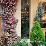 长沙新出的！！万圣节限定🎃好看好拍！！