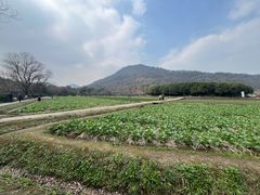 -八卦田遗址公园