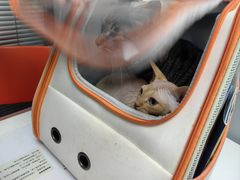 -伟伟宠物医院·CT影像中心·瑞派犬猫综合性门诊(汉口总院)