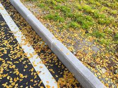 -三里屯东五街银杏大道