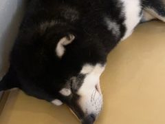 -柴の食堂·日式家庭料理·熊之肆(大学路店)