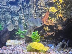 -上海海洋水族馆