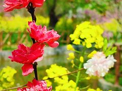 -南汇桃花村