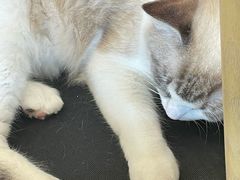 -Let's go狗咖·猫咖·奶狗·桌游(春熙路IFS店)