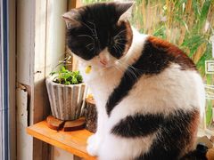 -海边的猫和咖啡馆