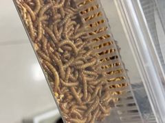 -酷以爬仙阁实体爬宠店·守宫·蜥蜴·专业繁育