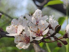 -海棠花溪(元大都城垣遗址公园)
