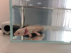 -喵宠乐园·撸猫互动·猫舍