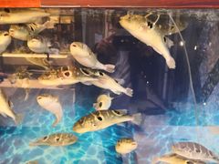 -肆月河豚·新淮扬(金融街店)