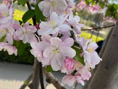 -海棠花溪(元大都城垣遗址公园)