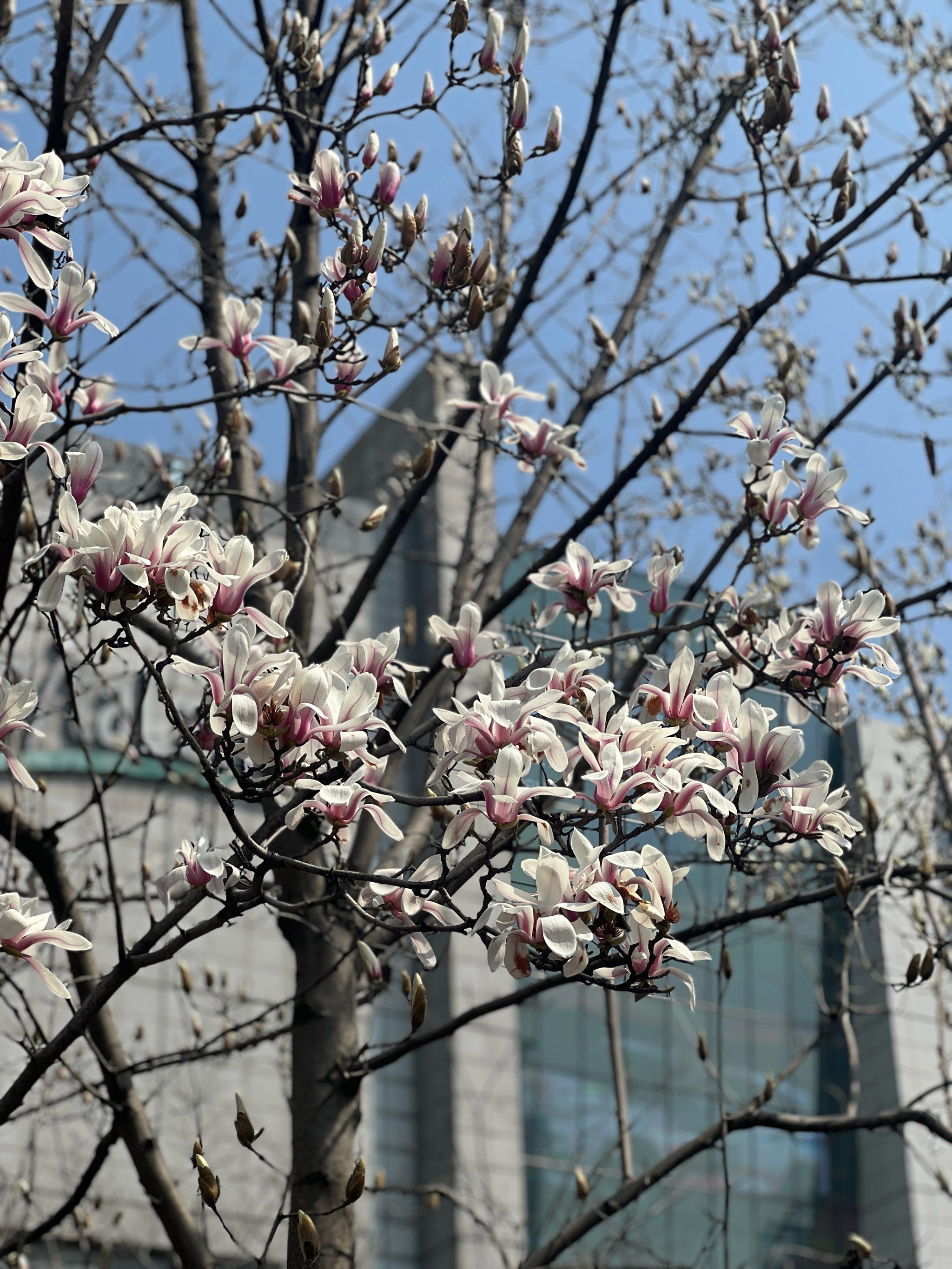 上海市市树市花图片