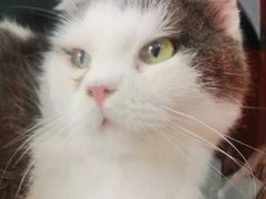 -纳吉亚猫专科动物诊疗中心(蒋宅口分院)