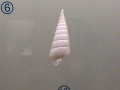 -青岛贝壳博物馆