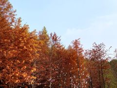-虎丘湿地公园