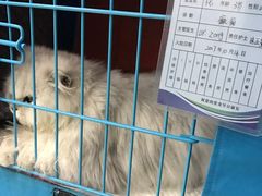 第一天入院已经抽了四五次的可怜喵-菲丽丝宠物医院·24小时·猫科中心·免疫点(淮海分院)