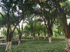 -重庆市江北嘴中央商务区中央公园