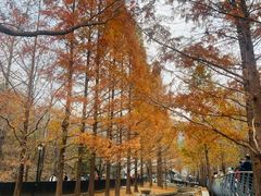 -白水寺森林公园