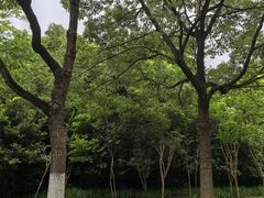 -上海吴淞炮台湾国家湿地公园