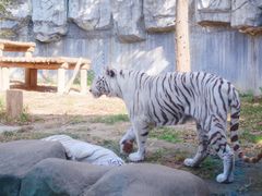 -常州淹城野生动物世界