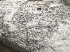 -金沙遗址博物馆