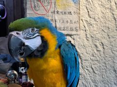 -吉丁鸟咖·异宠·寄养