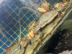 -77号渔船·蒸海鲜青岛菜(积米崖店)