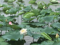 -荷塘月色湿地公园·向阳花洲