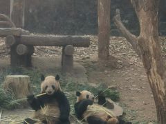 -都江堰中华大熊猫苑