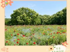 -上海共青森林公园